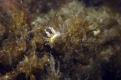 Eubranchus rupium