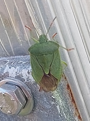 Palomena viridissima