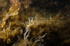 Eubranchus rupium