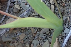 Hesperantha cucullata