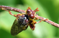 Myopa clausa