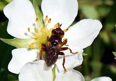 Myopa clausa