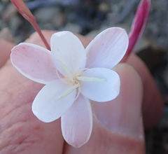 Hesperantha cucullata
