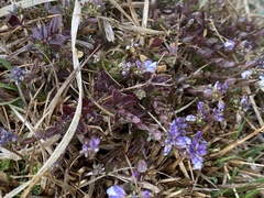 Polygala serpyllifolia
