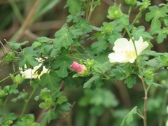 Pavonia dregei