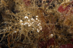 Eubranchus rupium