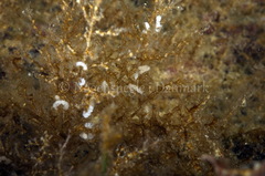 Eubranchus rupium