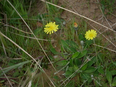 Pilosella officinarum
