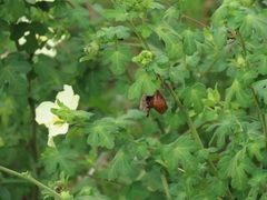 Pavonia dregei