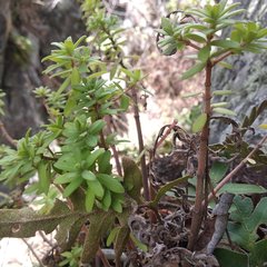 Peperomia leptophylla