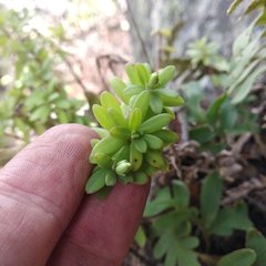 Peperomia leptophylla