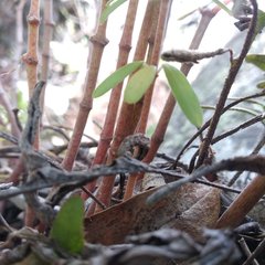 Peperomia leptophylla