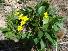 Viola praemorsa linguifolia
