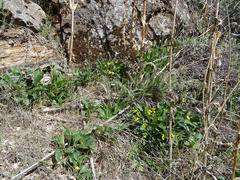 Viola praemorsa linguifolia