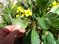Viola praemorsa linguifolia