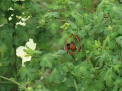 Pavonia dregei