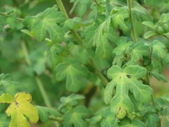 Pavonia dregei