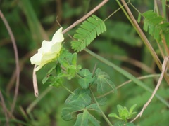 Pavonia dregei