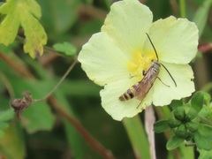Pavonia dregei