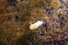 Acanthodoris pilosa