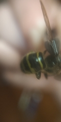 Vespula vulgaris