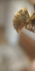 Vespula vulgaris