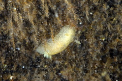 Acanthodoris pilosa