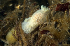 Acanthodoris pilosa