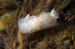 Ancula gibbosa