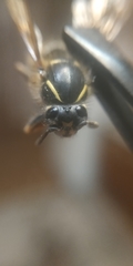 Vespula vulgaris
