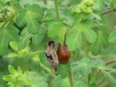 Pavonia dregei
