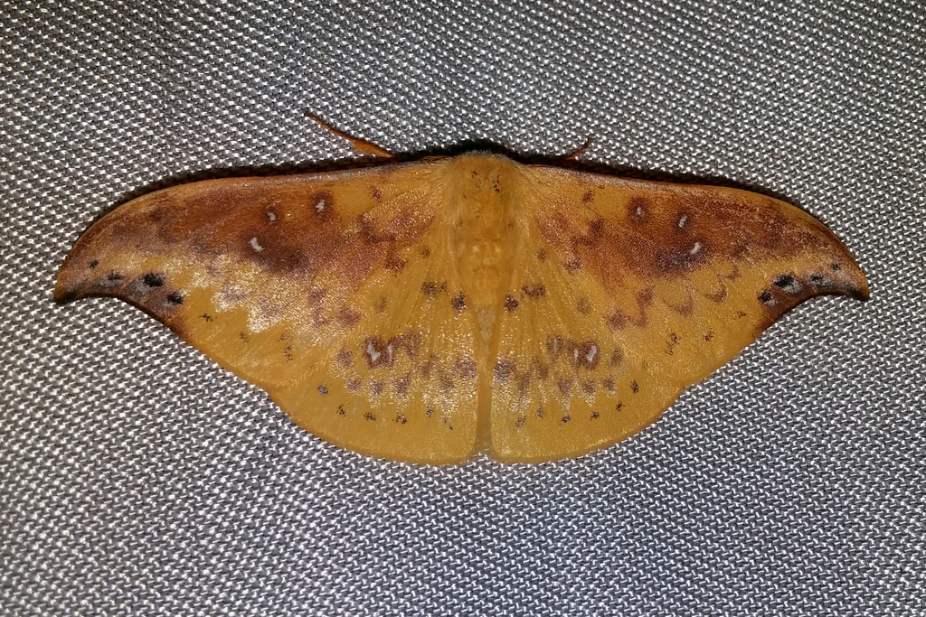 Tridrepana examplata