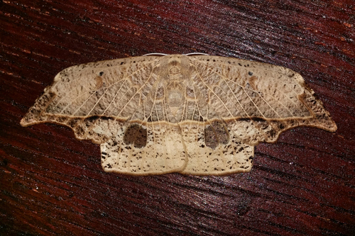 Canucha curvaria