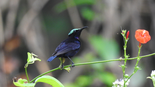 Black Sunbird (Leptocoma aspasia), photo 9
