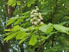 Aesculus hippocastanum