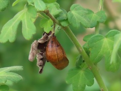 Pavonia dregei