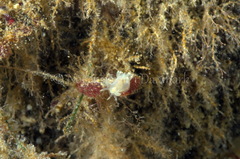 Ancula gibbosa