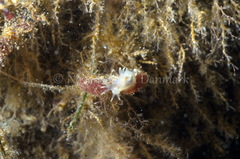 Ancula gibbosa