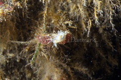 Ancula gibbosa