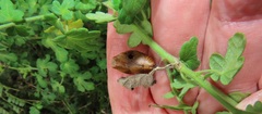 Pavonia dregei