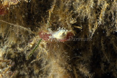 Ancula gibbosa