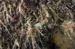 Ancula gibbosa