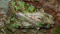 Oxoia smaragdiplena