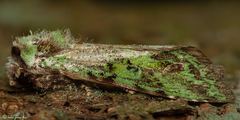 Oxoia smaragdiplena