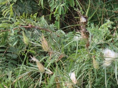 Gomphocarpus tomentosus