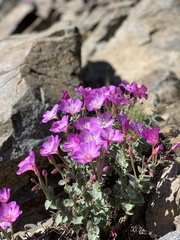 Epilobium obcordatum