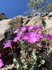 Epilobium obcordatum