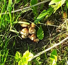 Coprinellus
