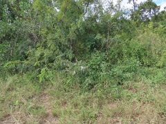 Gomphocarpus tomentosus