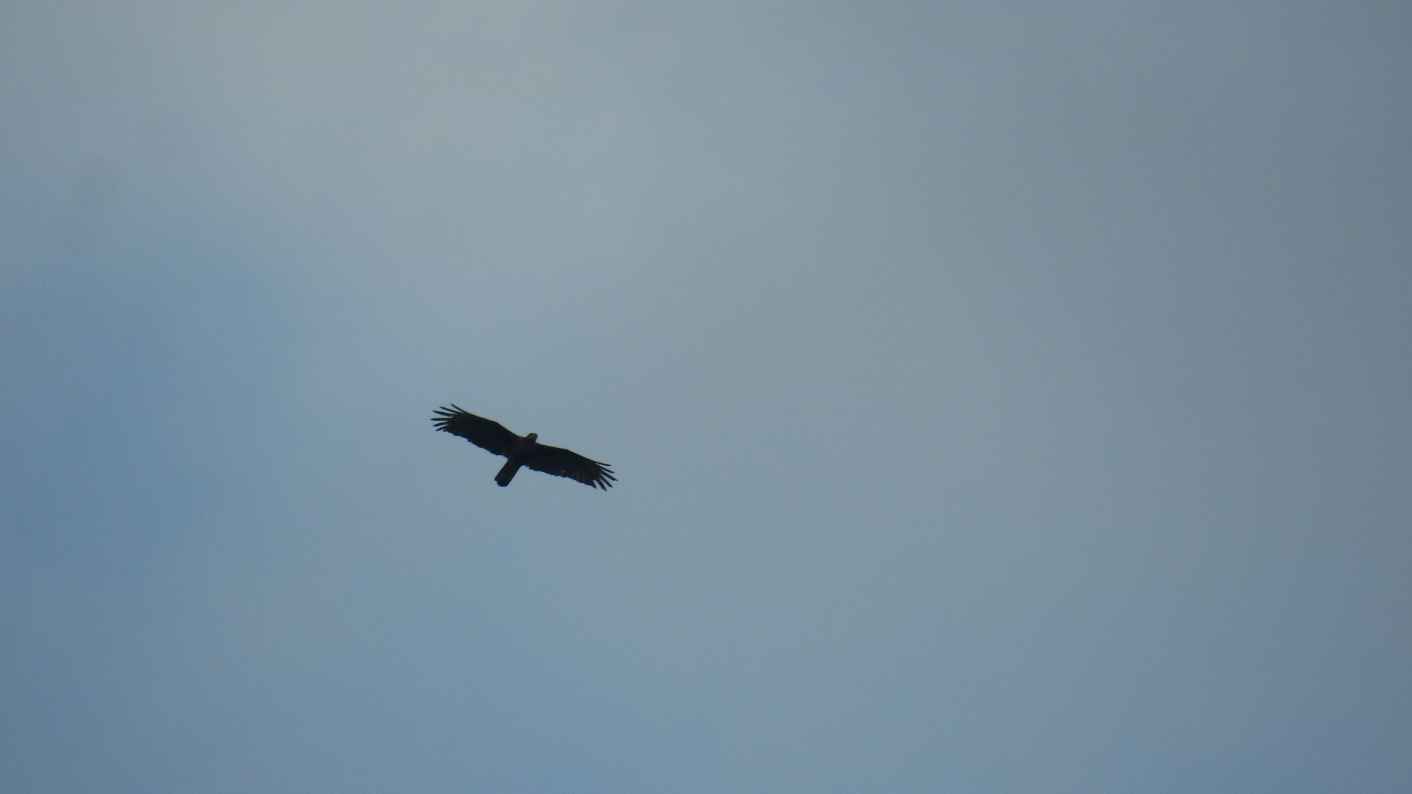 Barred Honey Buzzard (Pernis celebensis), photo 2